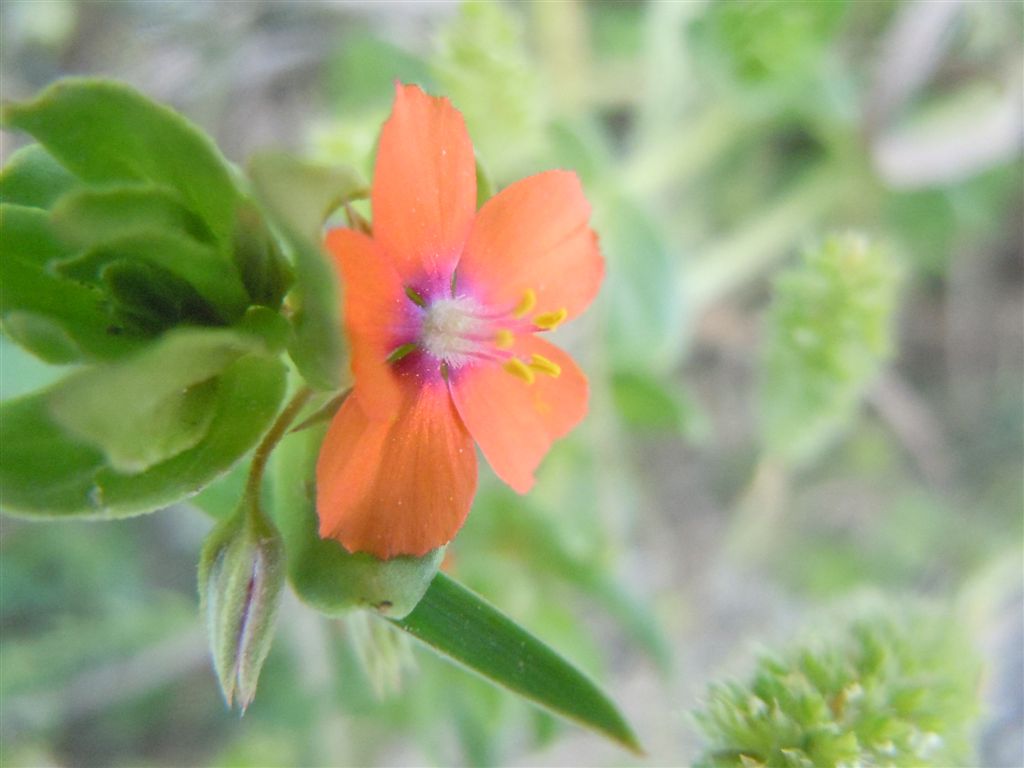 Lysimachia (=Anagallis) arvensis